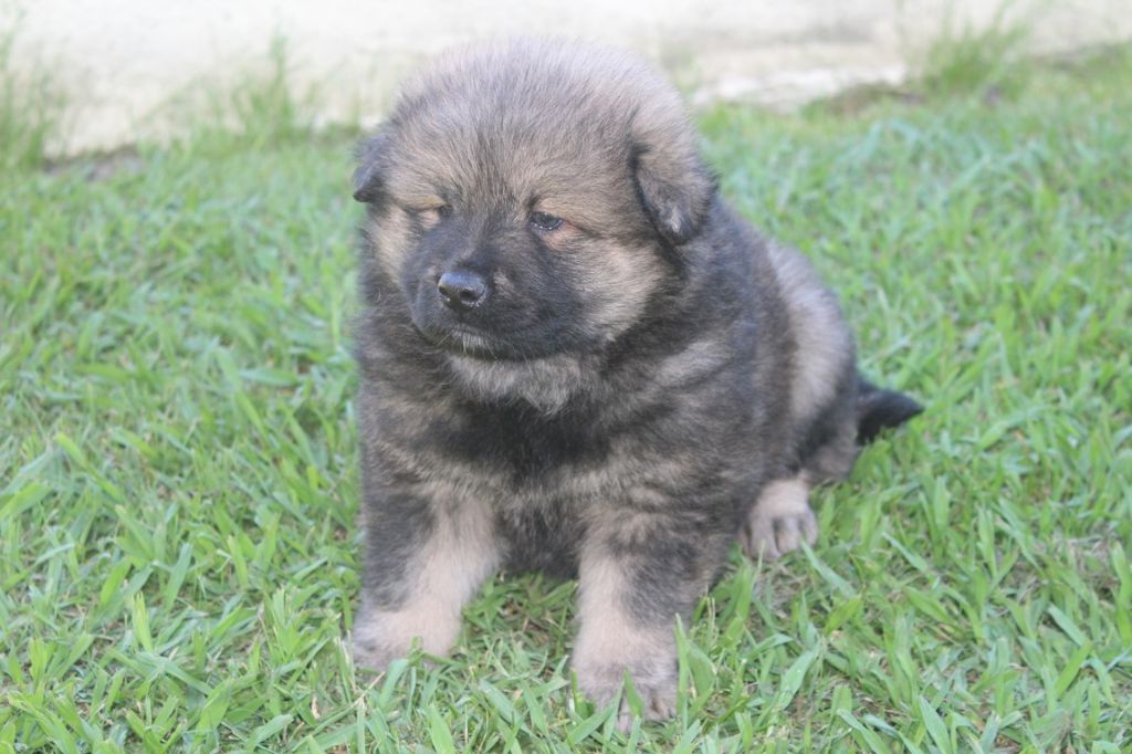 Chiot Eurasier des rocks vaillants